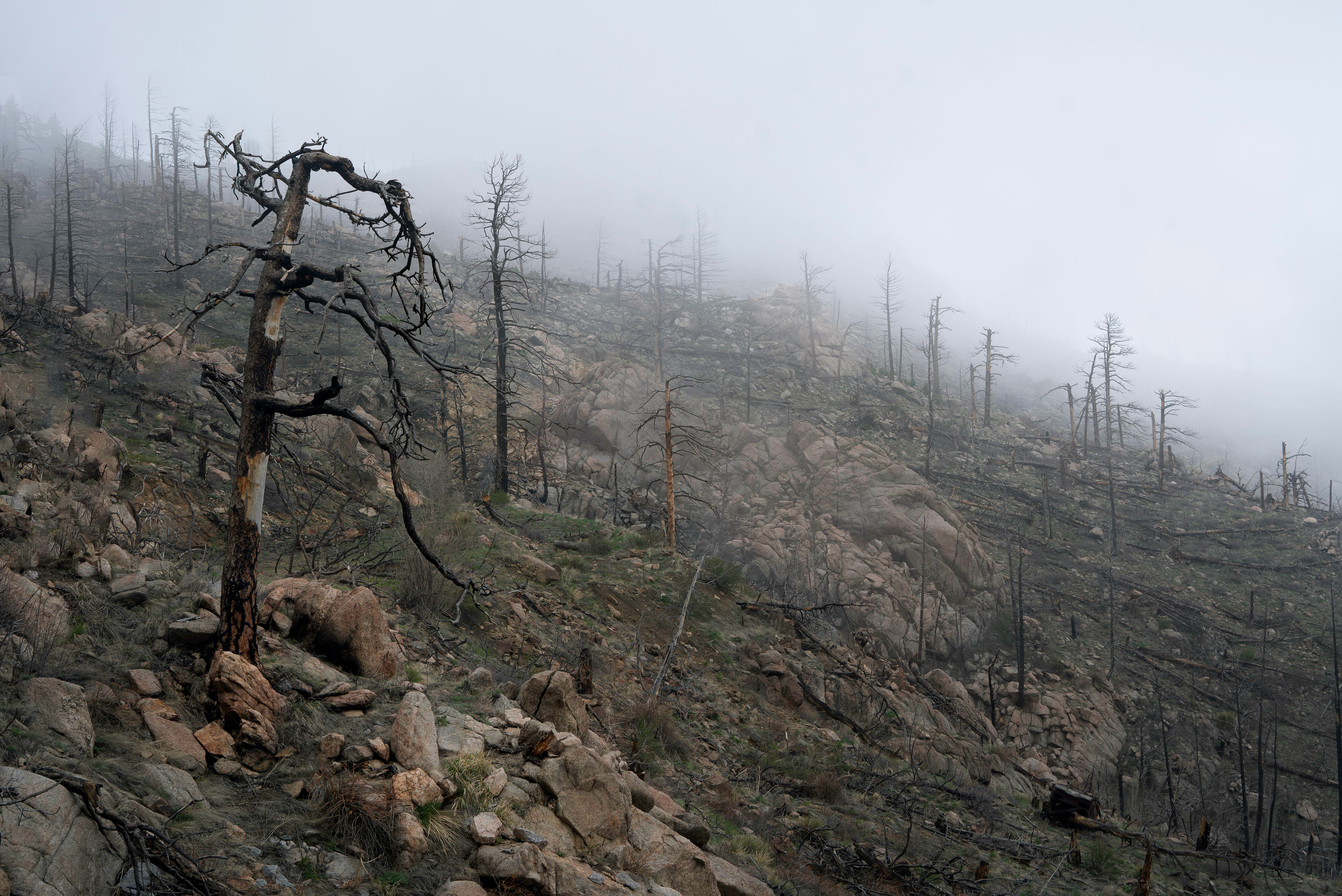 A mountainside impacted by BC forest fires, with burned trees and surrounding fog