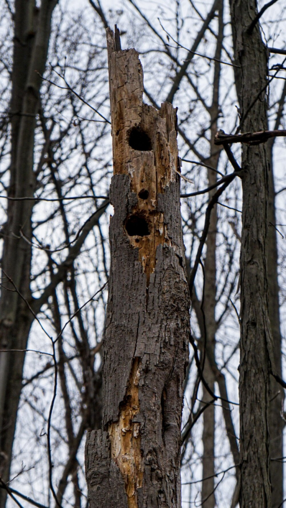 a snag in a forest, highlighting the importance of old growth forests for animal habitats, part of Canada's national wildlife week. 