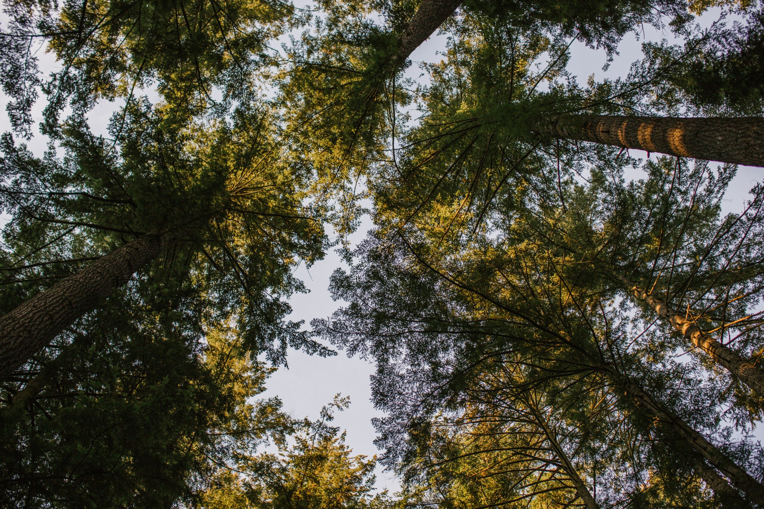 tree tops viewed from below while forest bathing in the Wild & Immersive forest