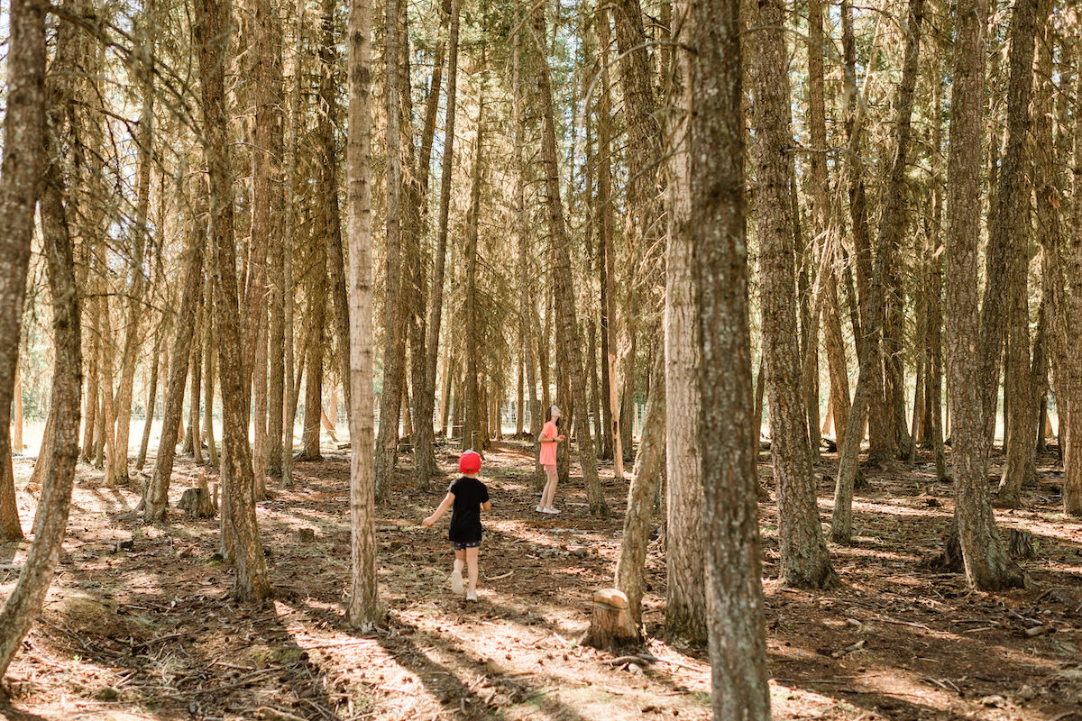 Kids playing in forest of trees