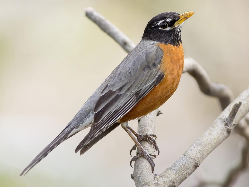 american robin perched on a v-shaped branch, with orange-red chest, grey wings and a black head