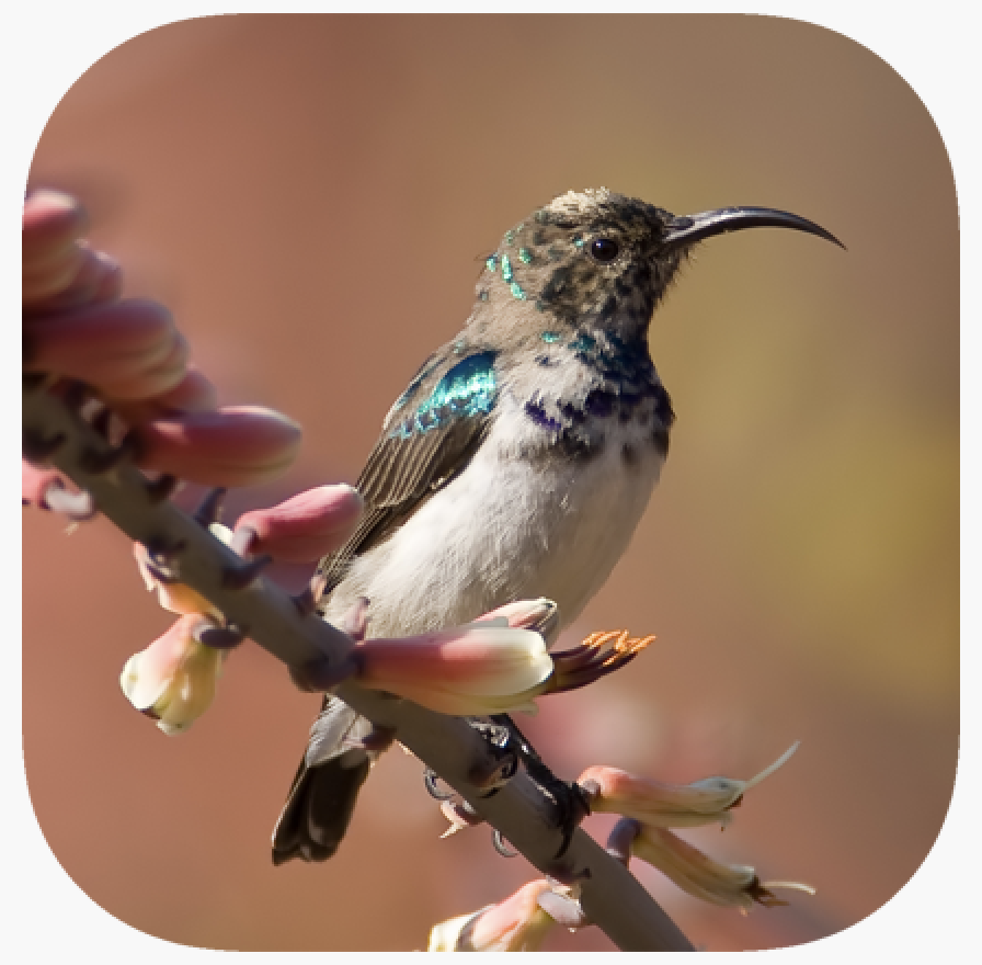 the app icon for one of Wild and Immersive's favourite nature apps, the Animal Sound and HD Image Library; icon is a photo of a hummingbird in a blossom tree. 