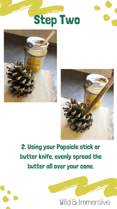 Step Two of the DIY Pinecone Bird Feeder - Using your popsicle stick or butter knife, evenly spread the butter all over your cone