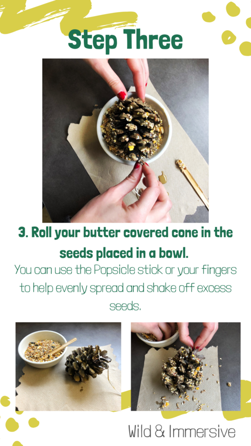 Step Three of the DIY Pinecone Bird Feeder - Roll your butter covered cone in the seeds placed in a bowl