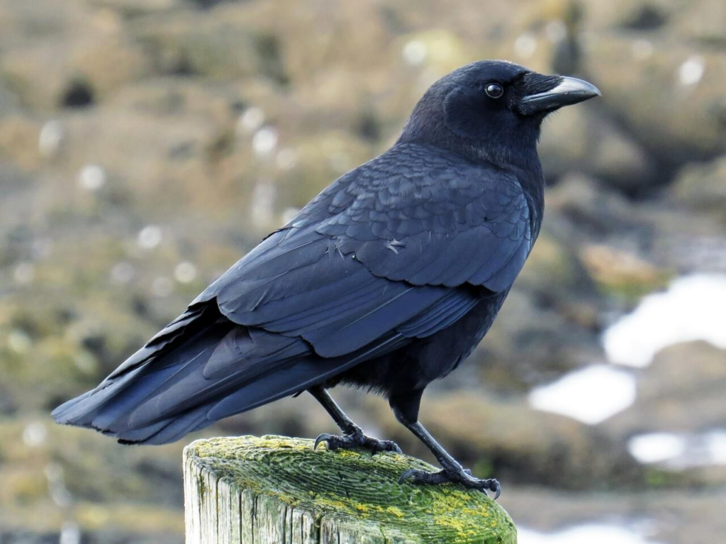 a close up of a black crow standing on a wooden moss-covered post at the shore in vancouver