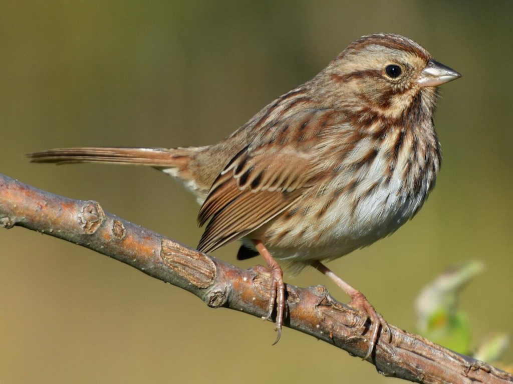 closeup of a sparrow bird on a branch in maple ridge