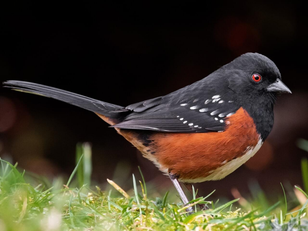 bird watching spotted towhee closeup with red eyes, black head and rust on the sides
