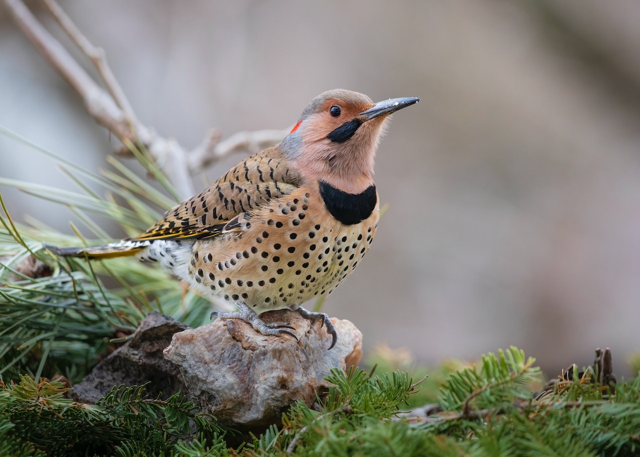 norther flicker perched on a rock in the forest, highlighting wild and immersives bird watching and bird ecology event