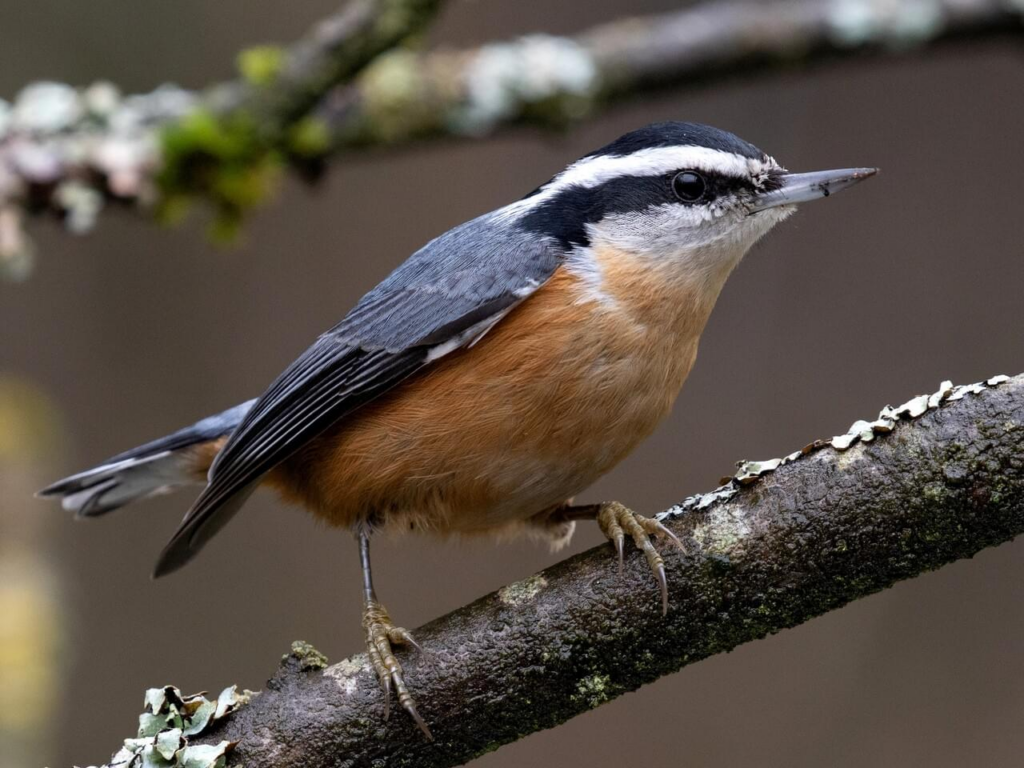 red-breasted nuthatch bird perched on a branch with a white-striped black head and rust orange chest