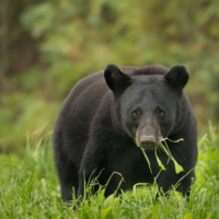 Black Bear