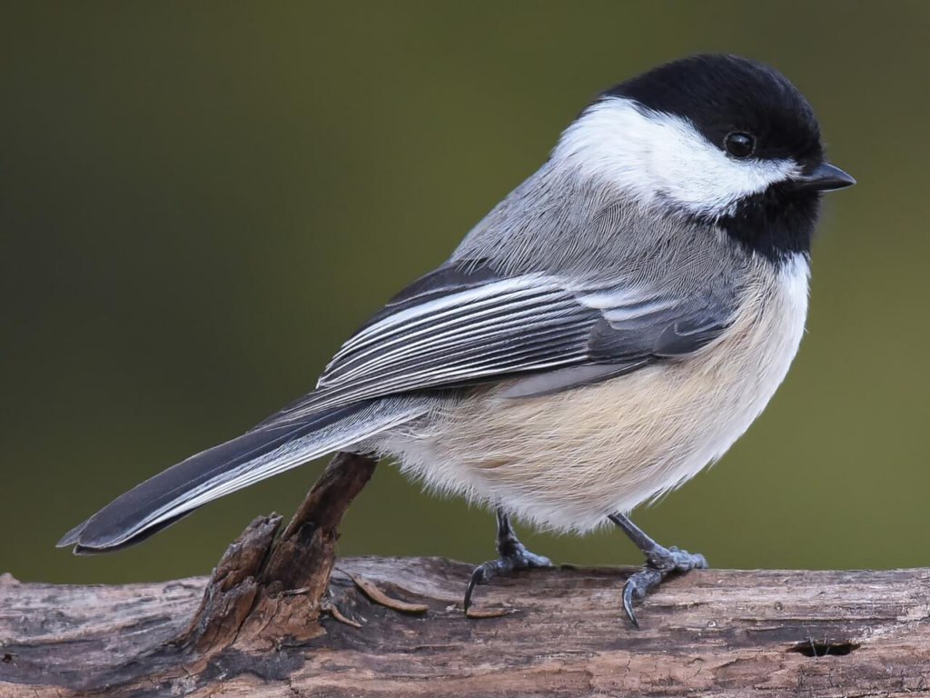 black capped chickadee closeup with characteristic black and white head, grey body with beige under the wings, perched on a branch; a common bird to identify when bird watching