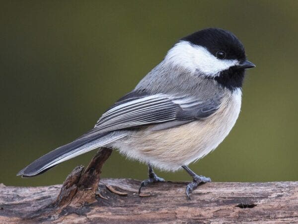 BLACK-CAPPED CHICKADEE