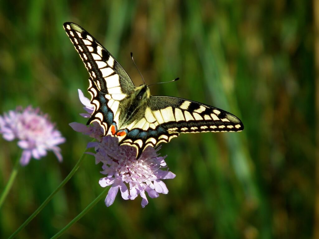a swallowtail butterfly pollinating a purple flower, representing one of the recommendations on how to participate in earth day, planting a pollinator garden