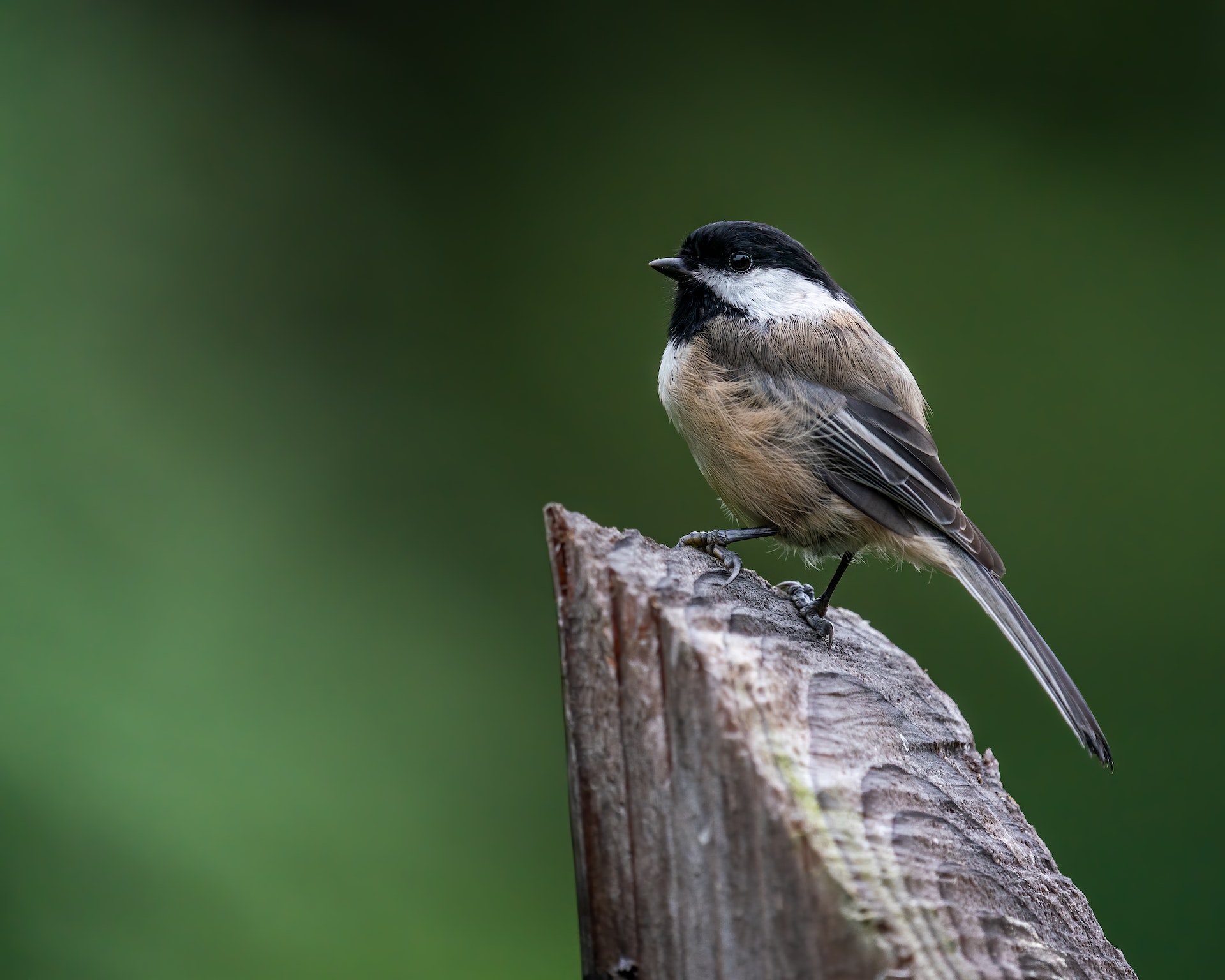 a black capped chickadee perched on a wooden post with green blurred background