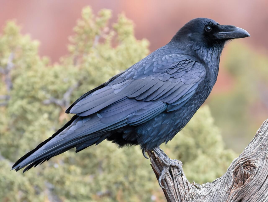 closeup of common raven bird with black beak and body, perched on a dead stump with tree leaves in the background