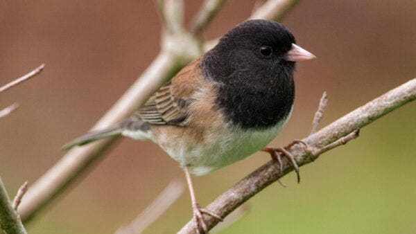 DARK EYED JUNCO