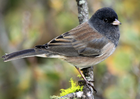 dark-eyed junco closeup perched on a branch with moss, with characteristic black head and brown body