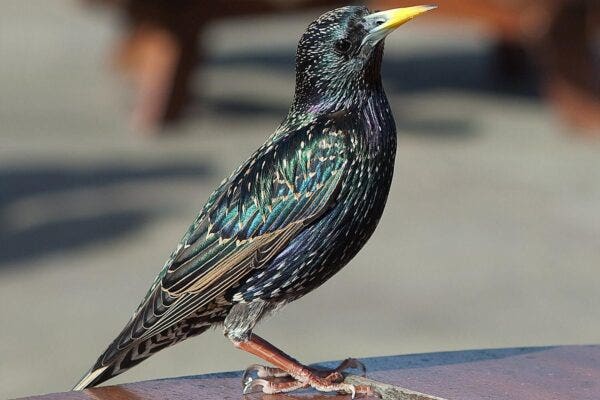 EUROPEAN STARLING