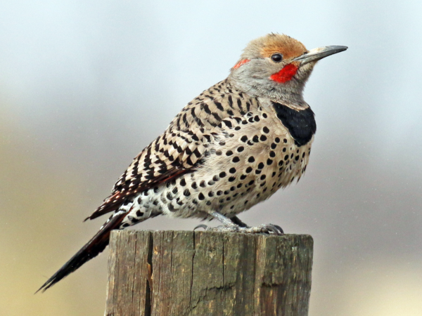 NORTHERN FLICKER