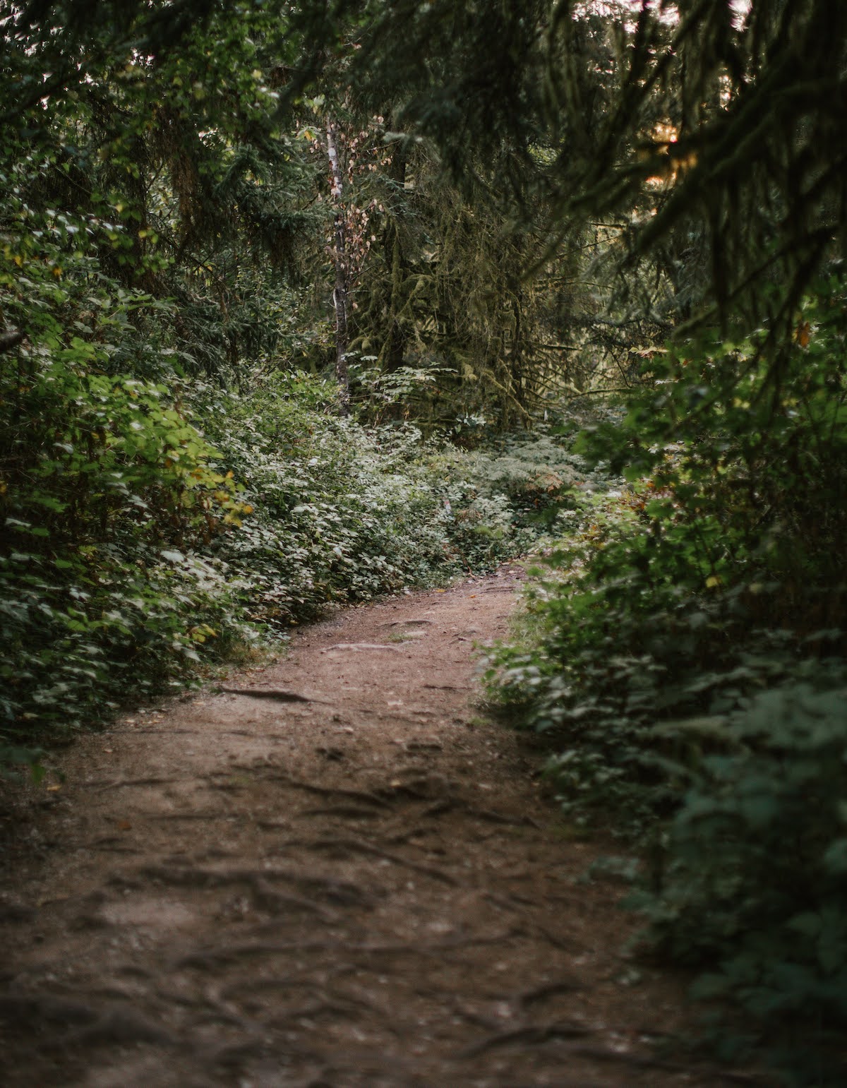 Forest Path in the Wild and Immersive research forest in Maple Ridge, feature image of the blog