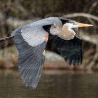 Great Blue Heron flying over water, highlighting biodiversity and Canada's national wildlife week