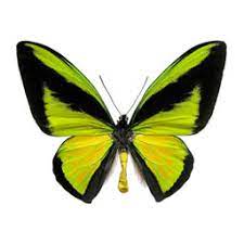 a yellow-green butterfly with black markings, representing the Butterfly Collection app
