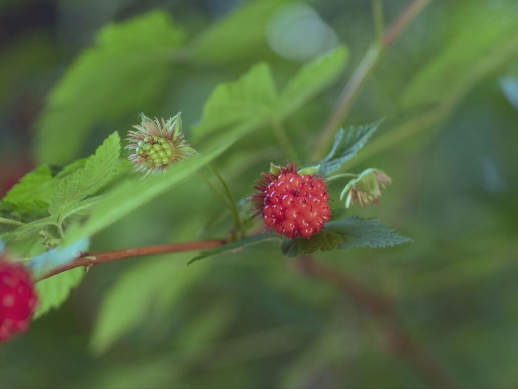 salmonberry berries and leaves in maple ridge