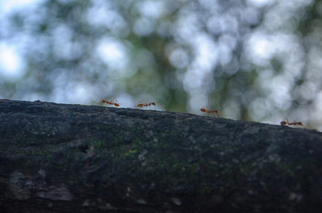 four ants walking on a tree branch