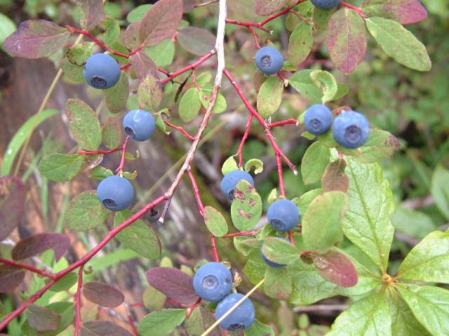 wild berries in maple ridge