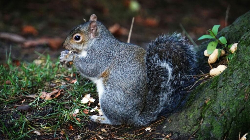 a close-up of a squirrel eating peanuts on the forest floor, viewed from a forest camera