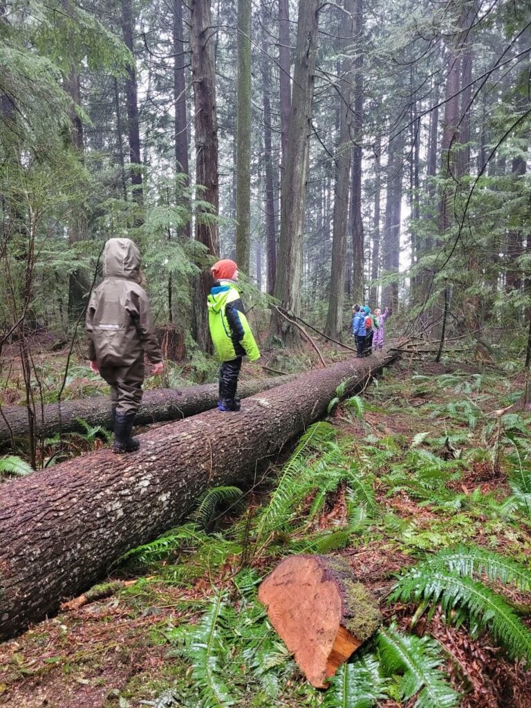 a group of kids in rain gear on a misty afternoon at one of wild and immersive's forest school outings, walking along a fallen log