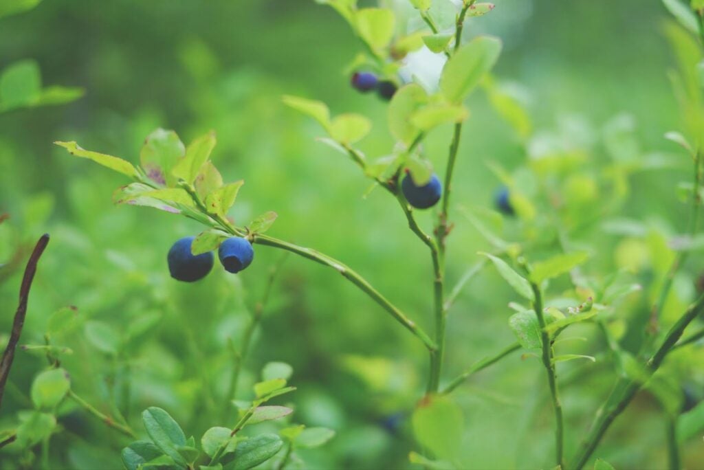 blueberries in maple ridge