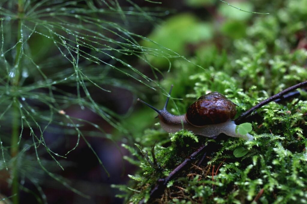 a snail moving over a patch of moss with small drops of dew on the surrounding greenery