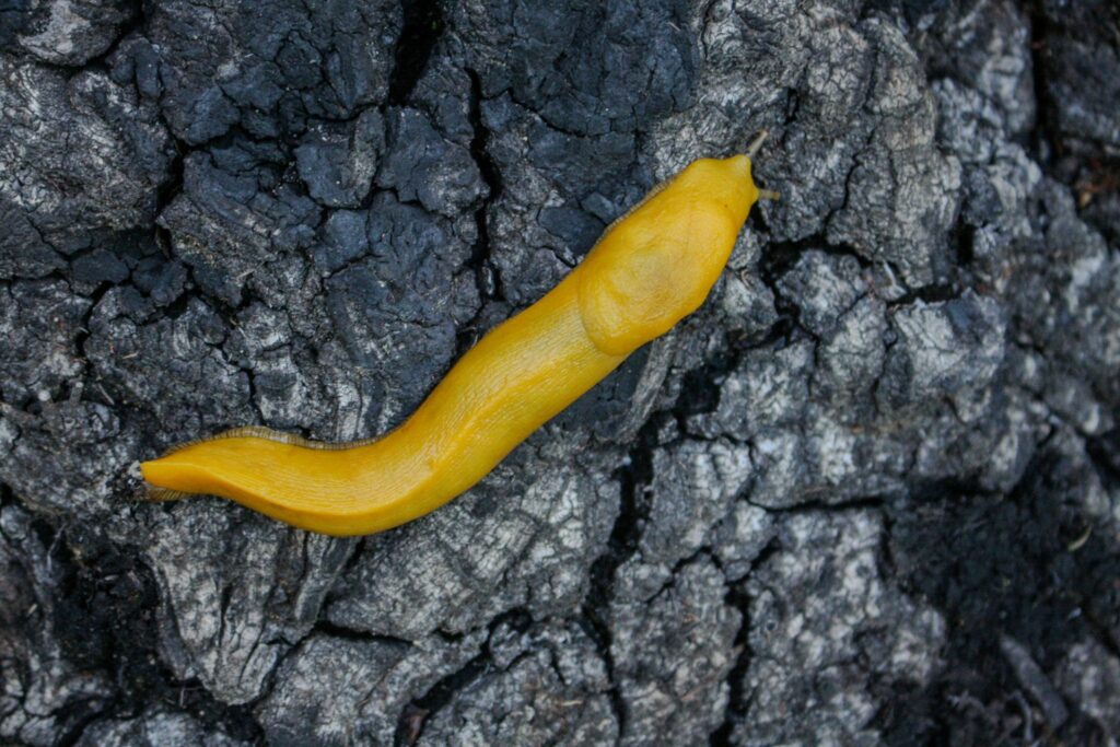 a bright yellow pacfici banana slug travelling over old grey wood