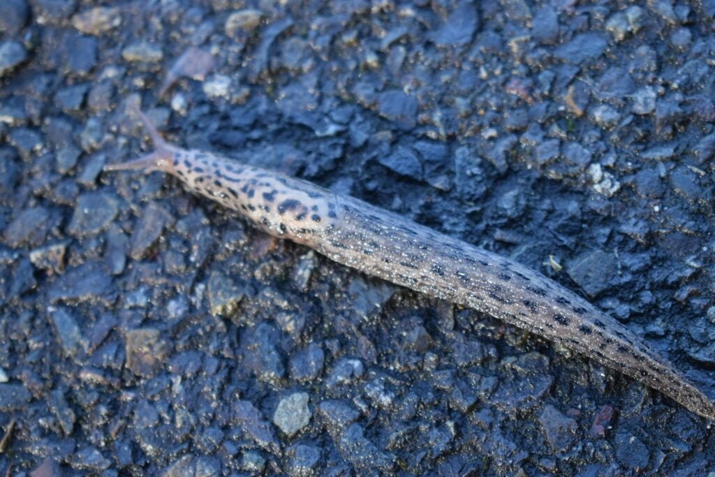 a leopard slug travelling across a damp concrete pavement