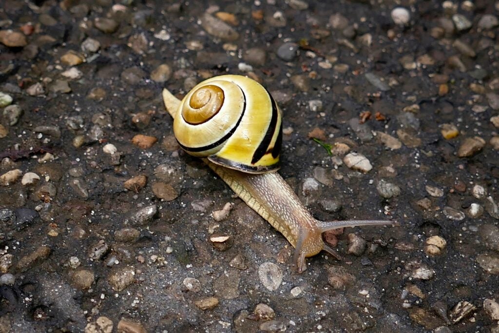 a brown-lipped snail travelling across some pavement