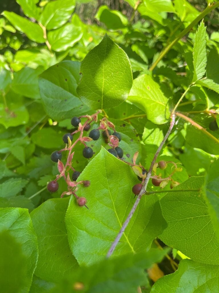 salal berries on a salal berry bush in maple ridge