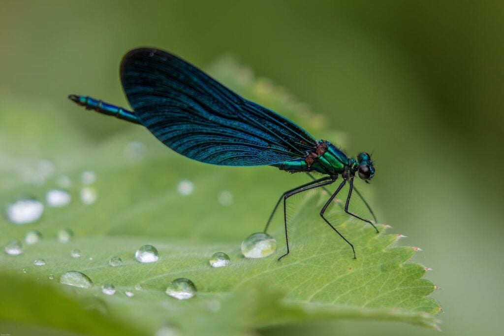 a dragonfly sitting on a leaf with rain drops on the surface
