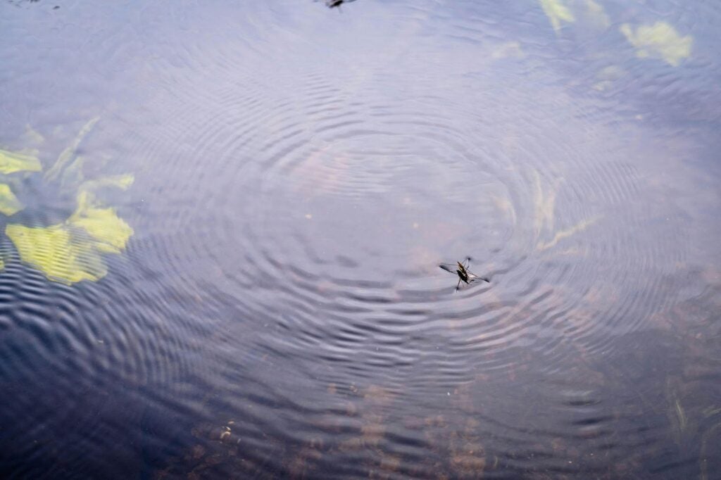 a water strider sitting on the surface of pond water with ripples radiating out from it