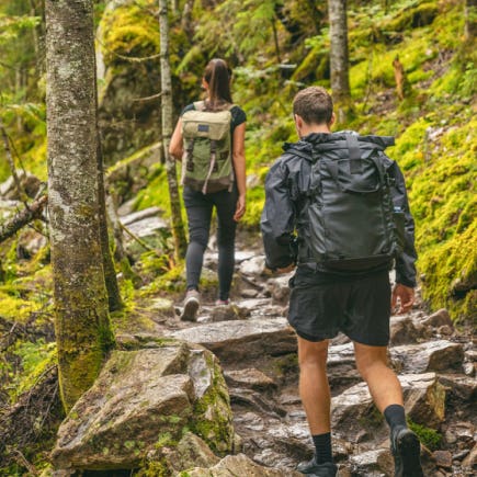 Adults hiking in the forest along a path of stones surrounded by moss-covered foliage