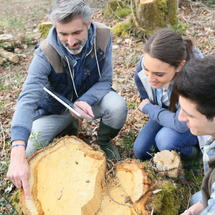 Adults looking at stump sections in the forest
