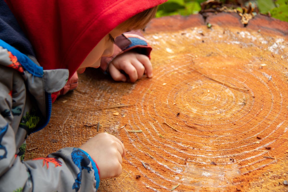 Kid looking at stump rings close up