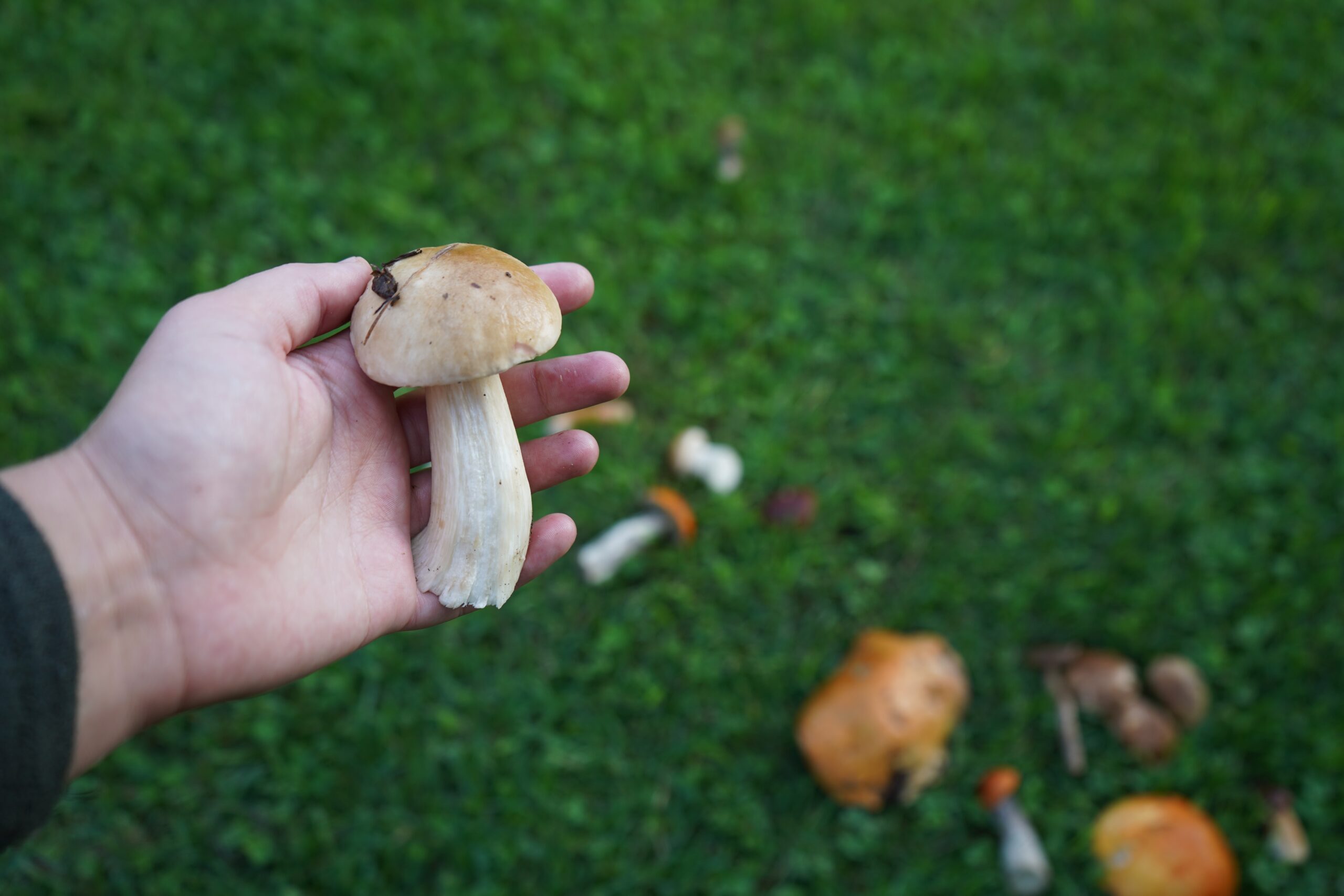 someone holding a bolete mushroom in their hand, with more mushrooms growing in the grass in the background
