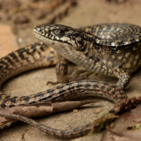 Northern Alligator Lizard