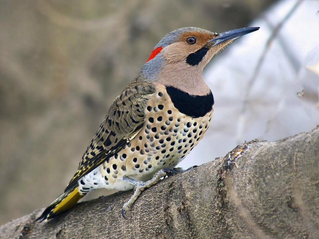 northern flicker woodpecker bird perched on a branch with characteristic speckled chest, half-moon collar and red neck marking; seen while bird watching in maple ridge