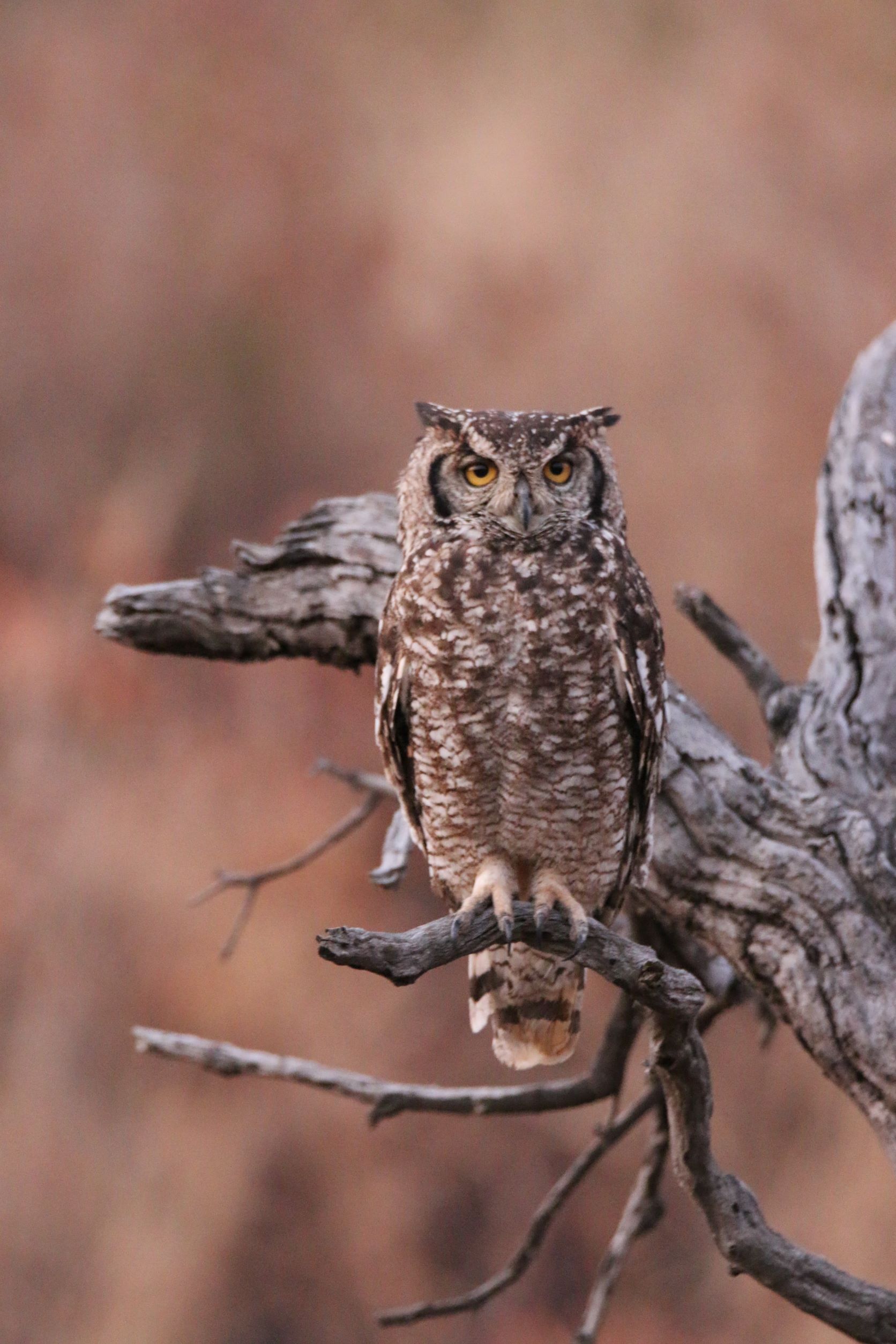 a brown owl perched on a branch of a dead tree, highlighting the owl house building workshop