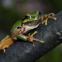 Pacific Tree Frog