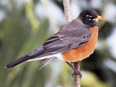 AMERICAN ROBIN