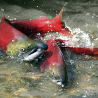 Three Sockeye Salmon swimming upstream in a river, highlighting Canada's rich biodiversity and national wildlife week