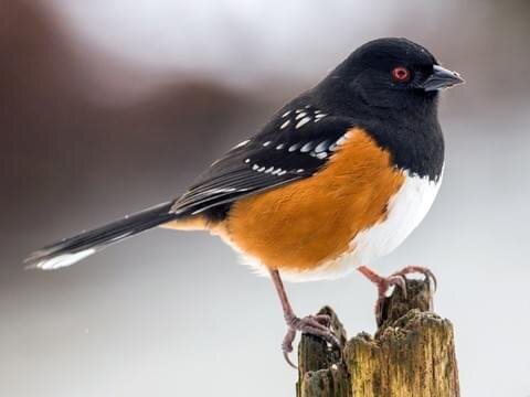 SPOTTED TOWHEE